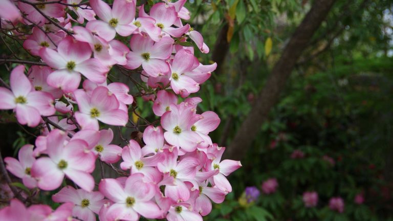 9 Designer-Approved Trees and Shrubs That Don't Have an Off-Season – Bringing Color and Beauty to Your Yard, Even in Winter