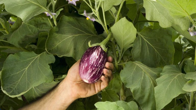 Yes, You Can Keep Eggplant Alive Over Winter (and Grow It Again Next Season) – Here’s How Gardeners Do It