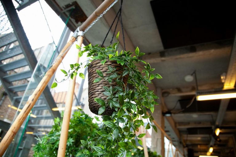 A beginner’s guide to hanging your plants with ease