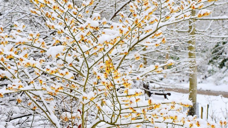 Don’t Let Shrubs Snap or Split This Winter – Experts Reveal the Plants You Must Always Remove Heavy Snow From