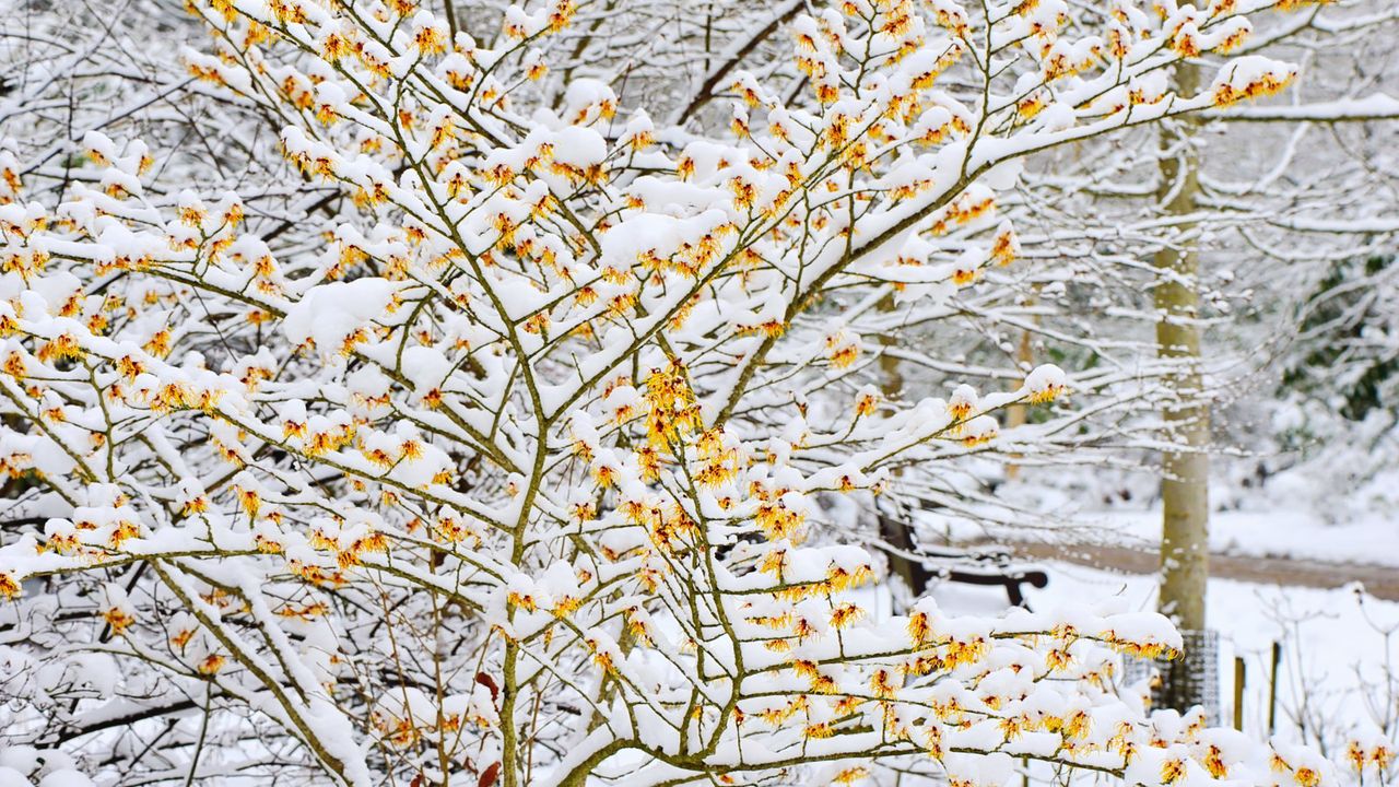 Don’t Let Shrubs Snap or Split This Winter – Experts Reveal the Plants You Must Always Remove Heavy Snow From