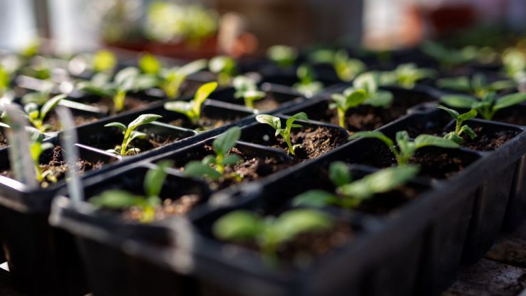 How to Cover Seeds to Boost Germination – and Which Ones Need Light, Instead