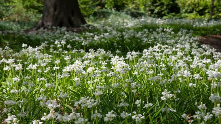 7 Groundcovers You'll Regret Planting in Five Years – and What to Grow Instead