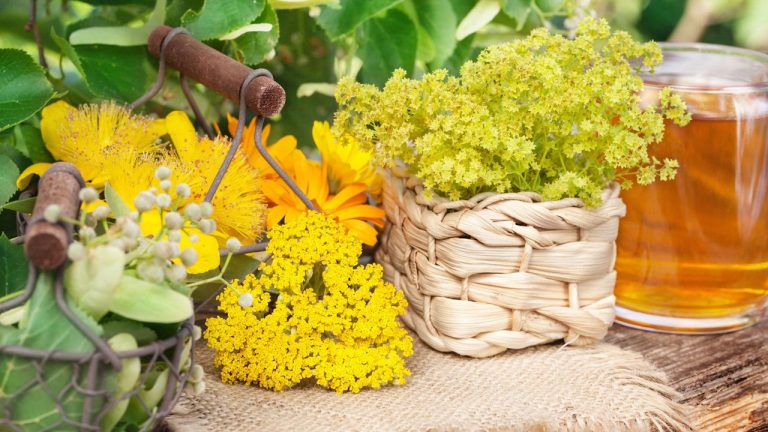 From January to December, There’s a Delicious Herbal Tea Plant for Every Birth Month – Discover Yours and How to Grow It at Home