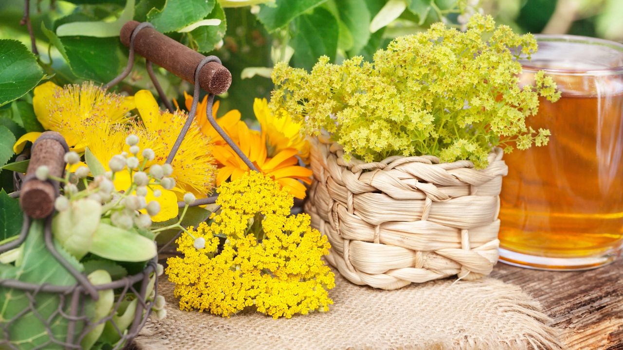 From January to December, There’s a Delicious Herbal Tea Plant for Every Birth Month – Discover Yours and How to Grow It at Home