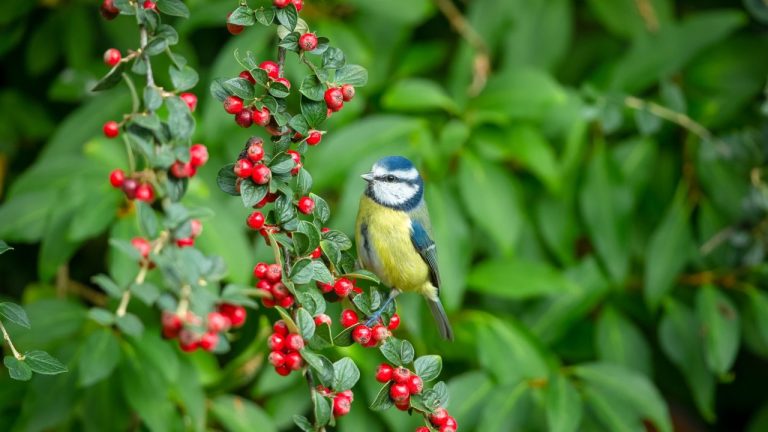 The Secret to a Healthy Cotoneaster With Stunning Berries Is Proper Pruning – Here’s How the Experts Do It