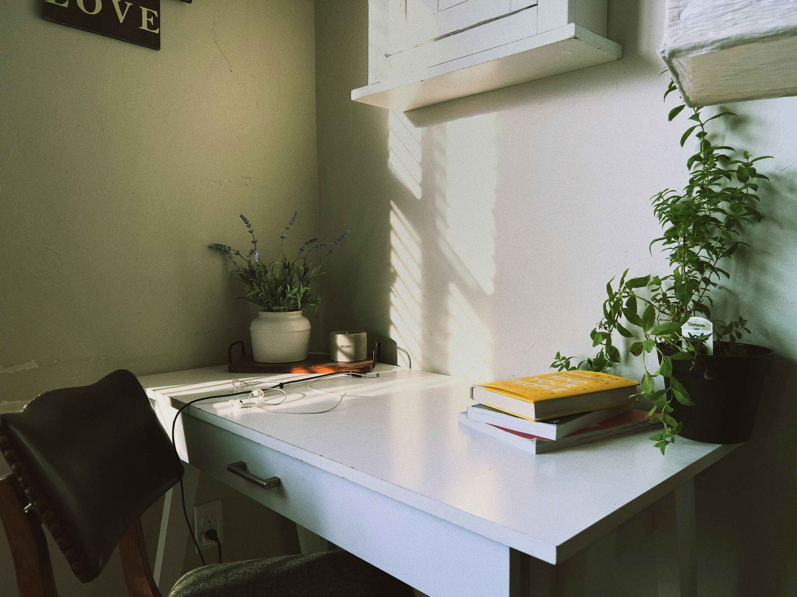 Discover 4 office plants that elevate mood and enhance productivity