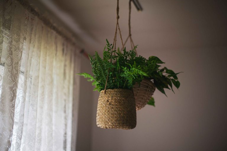 How often to water ferns for vibrant summer foliage