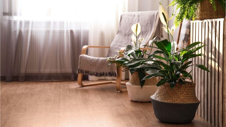 Plant Experts Say These 5 Mistakes Are the Biggest Killers of Peace Lilies – and Most People Don't Realize They're Making Them