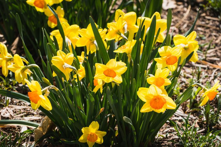 When and how to divide your bulbs for optimal growth