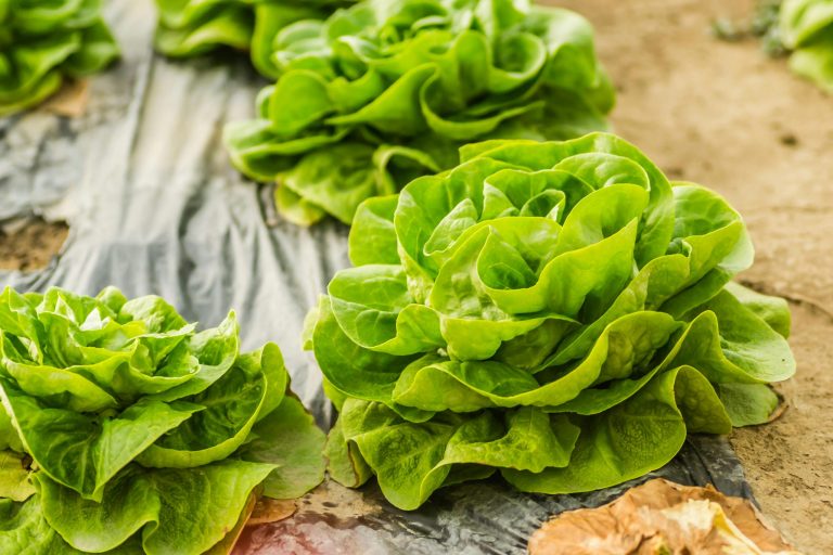 How to grow a small salad garden