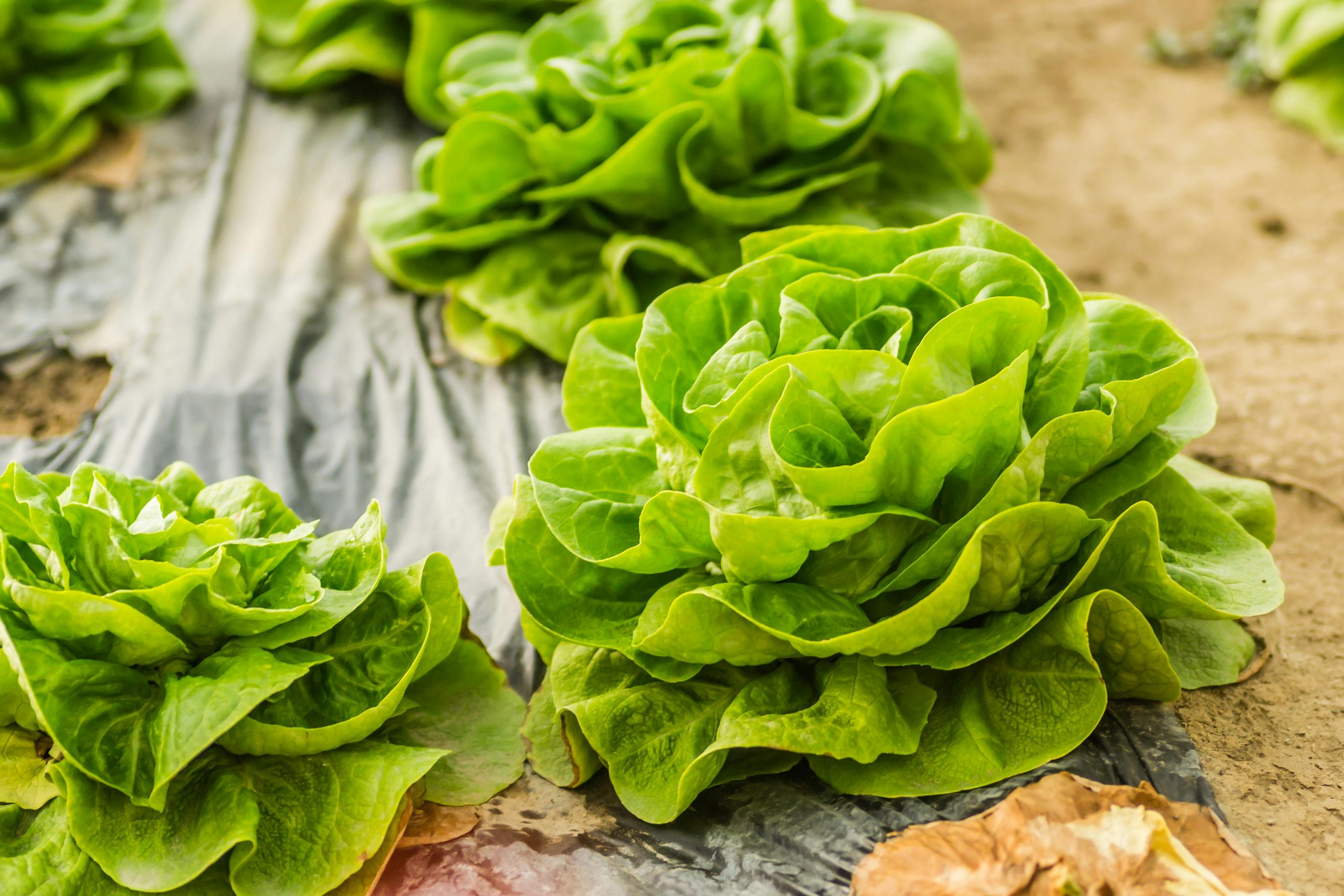 How to grow a small salad garden