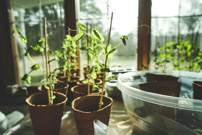 Why Eco-Conscious gardening matters: Protecting nature while you grow