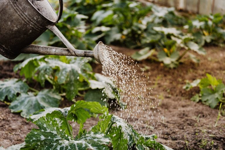 Getting your garden through a summer drought