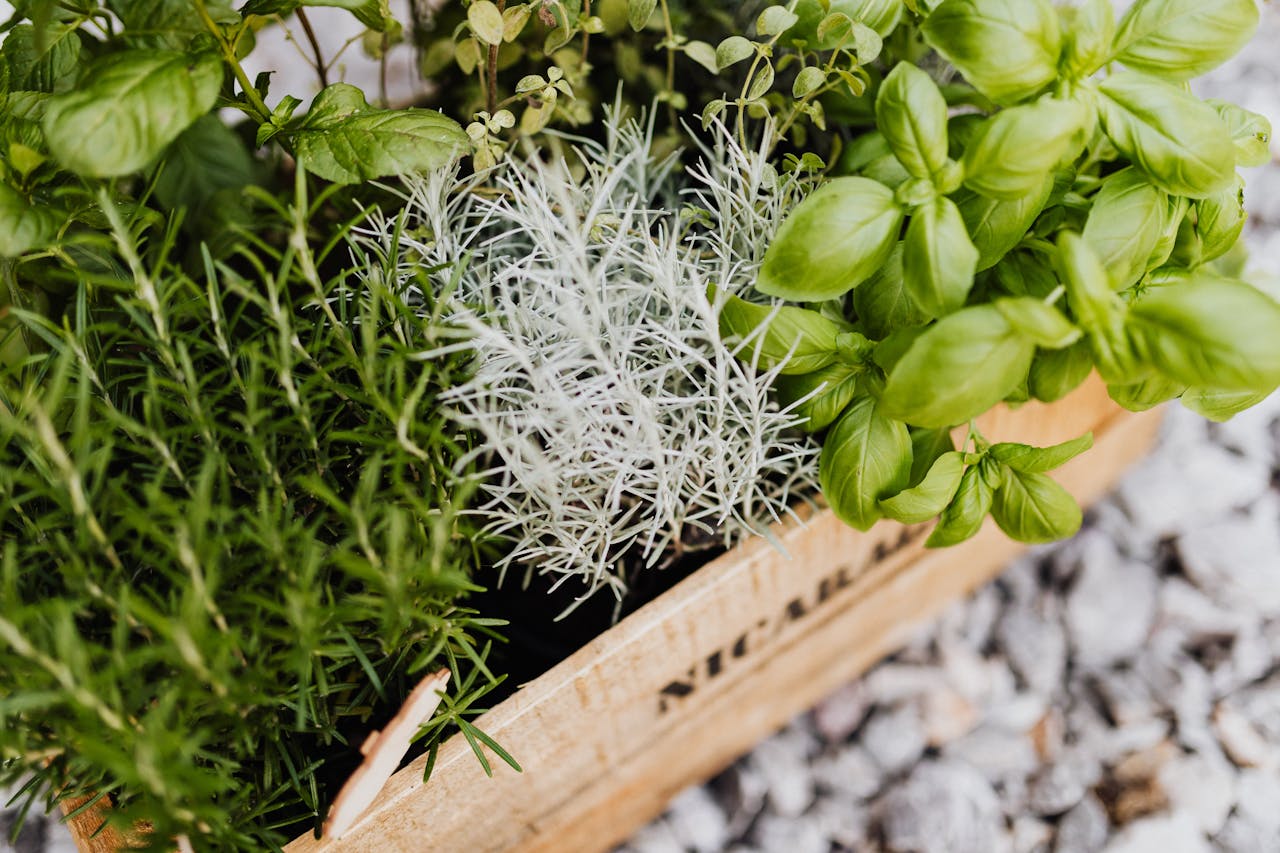 The best way to freeze your garden herbs (so they stay bright and flavour-packed)