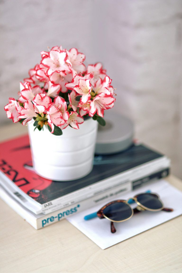 Our favourite flowering indoor plants 