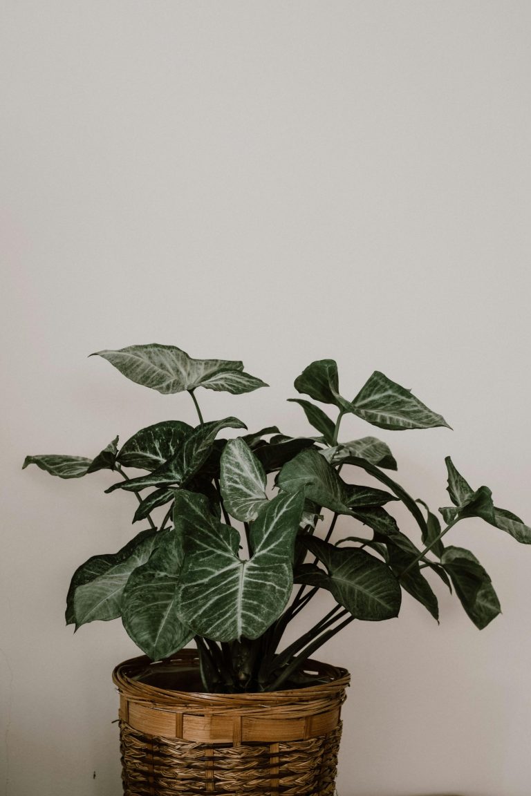Houseplants you shouldn’t grow – and why 