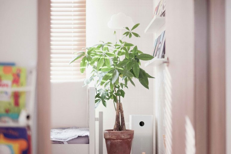 Discover 3 stunning ornamental trees perfect for indoor growth