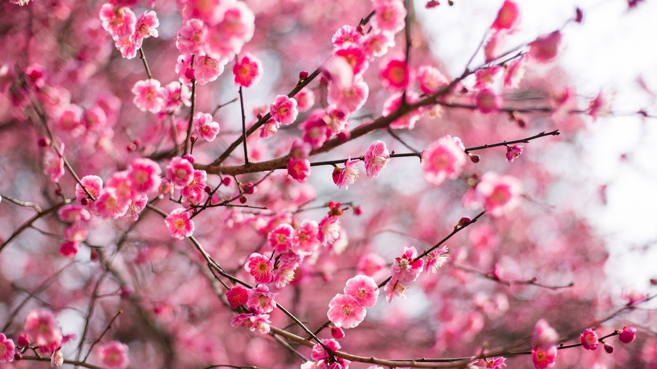 The Secret Symbolism of Plum Blossom – and How to Bring its Beauty Into Your Garden