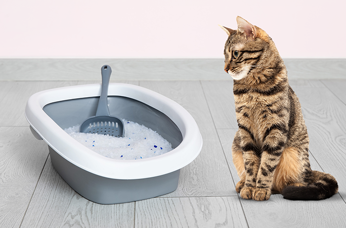 This cat litter changes colour to flag potential health problems – a first for South Africa