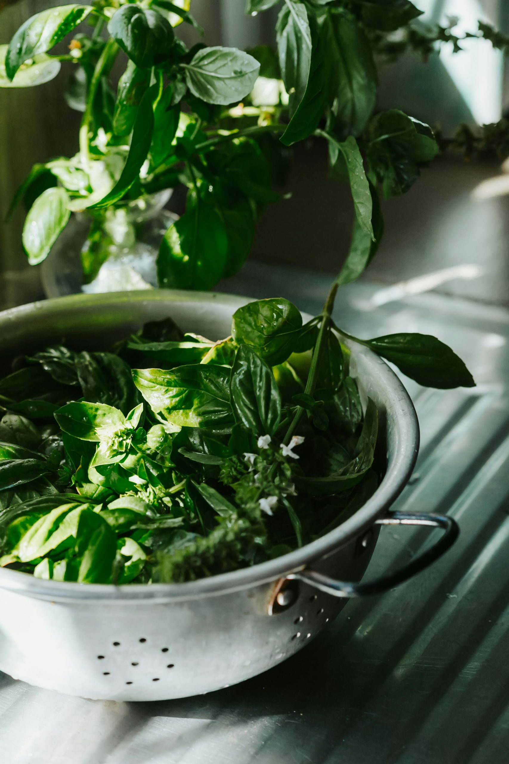 How to grow basil at home: Pasta’s favourite herb 