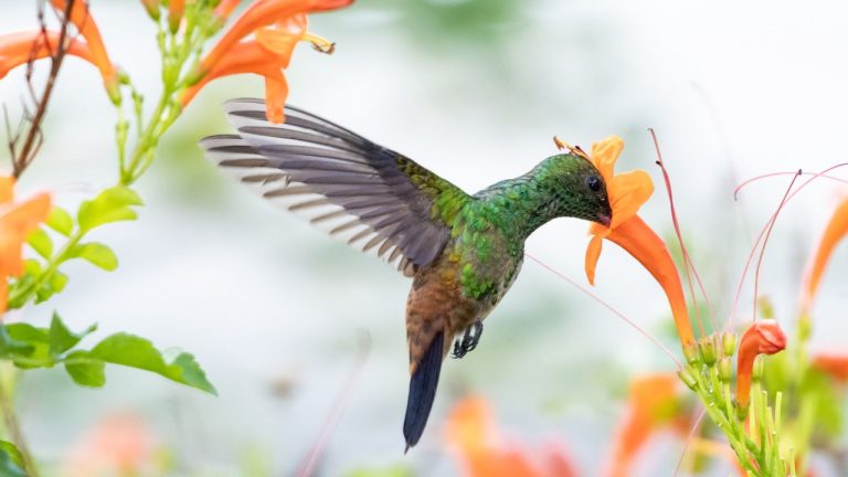 5 Climbing Plants That Actually Thrive on a Little Neglect – Easy Vines for Effortless Growth in Spring and Summer