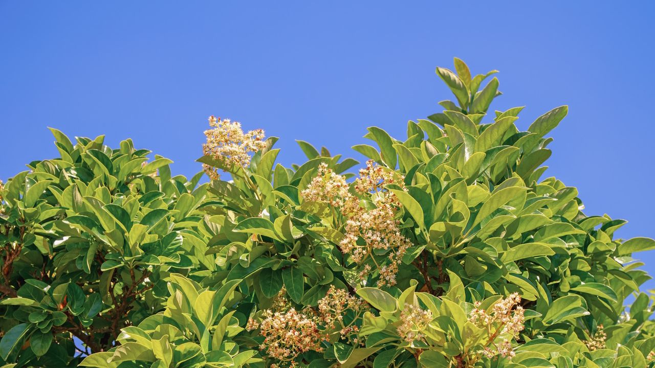 This Fast-Growing Evergreen Is the Secret to Hiding an Ugly Fence – And It Looks Beautiful All Year