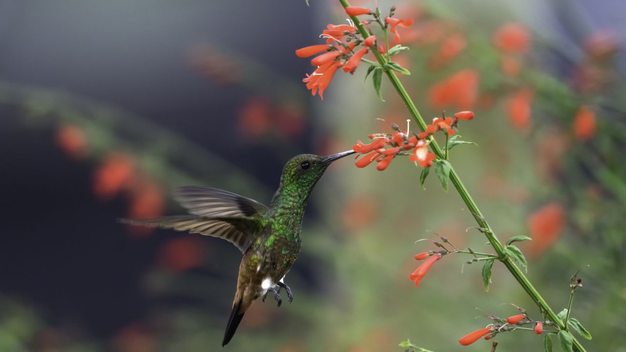 5 Shade-Loving Plants That Hummingbirds Can’t Resist – To Fill Your Yard With Wildlife and Color