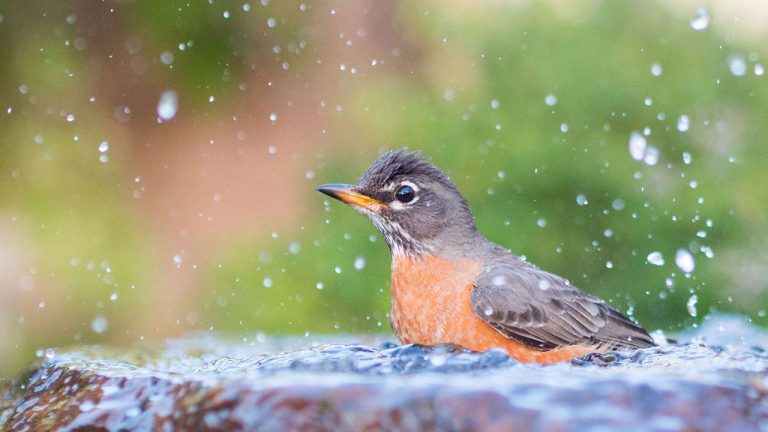 This Solar Bird Bath Will Fill Your Garden With Gentle Sound – and Create an Enchanting Haven no Matter the Size of Your Yard