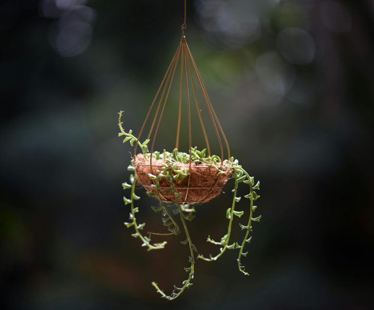 How to create stunning hanging baskets: A DIY guide 
