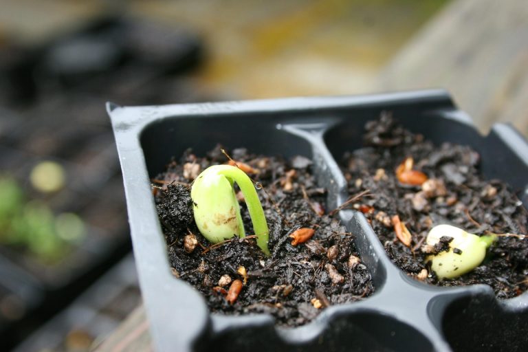 What is seed pre-sprouting and should you be doing it?