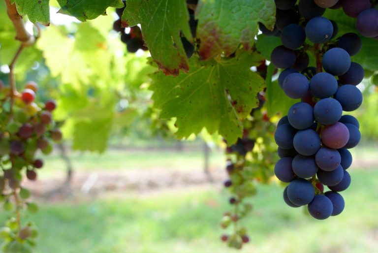 How to plant, grow and care for champagne grapes
