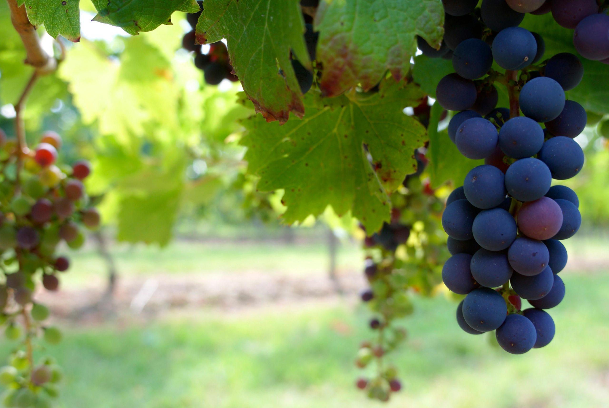 How to plant, grow and care for champagne grapes