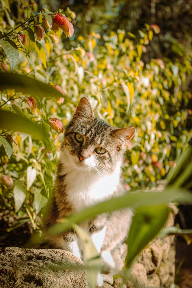 Creating a pet-friendly herb corner in your garden
