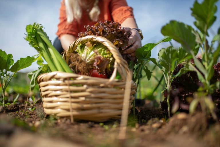 Tips for food gardening on a budget
