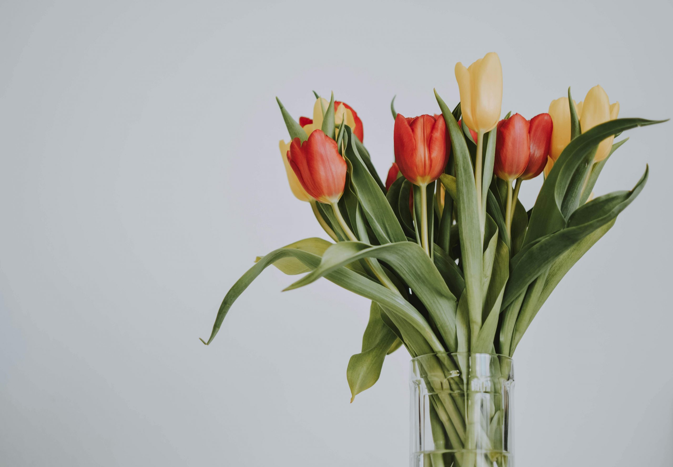 How to make tulip bouquets last longer  