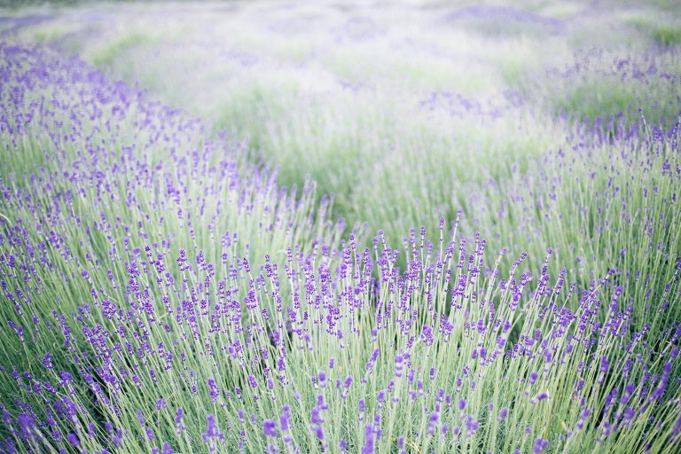 Ground cover plants that are sensitive to wet soils 