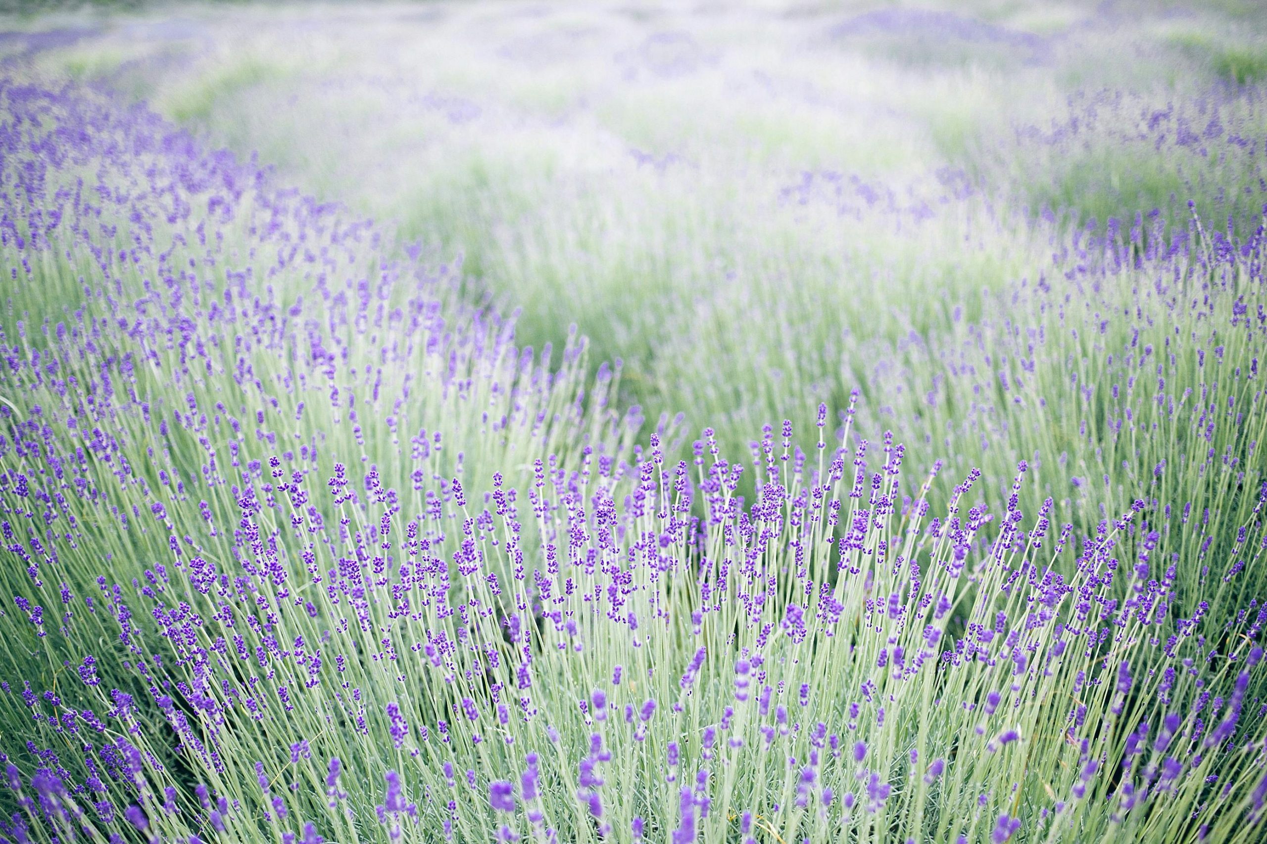 Ground cover plants that are sensitive to wet soils 