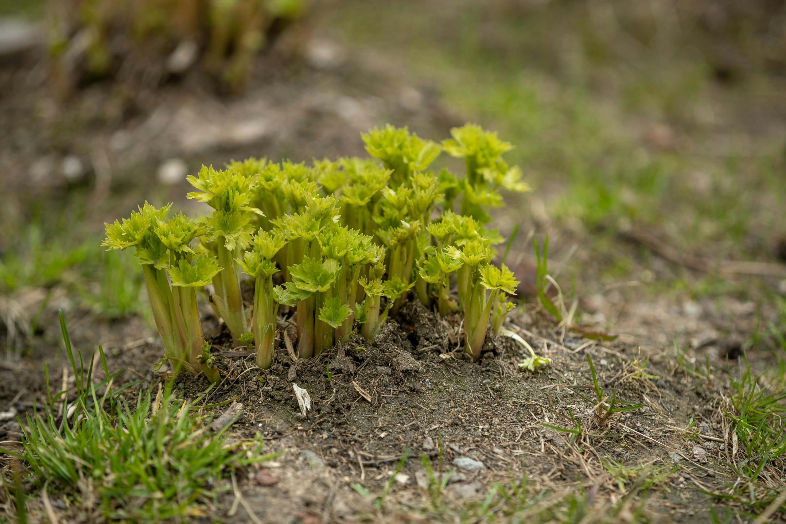 How to successfully grow celery in your garden pots 