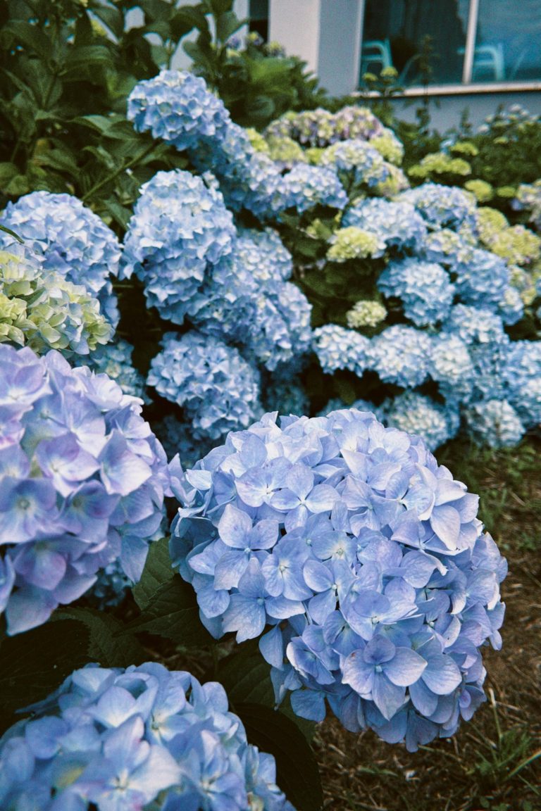 How to propagate your hydrangeas: cuttings, layering and division