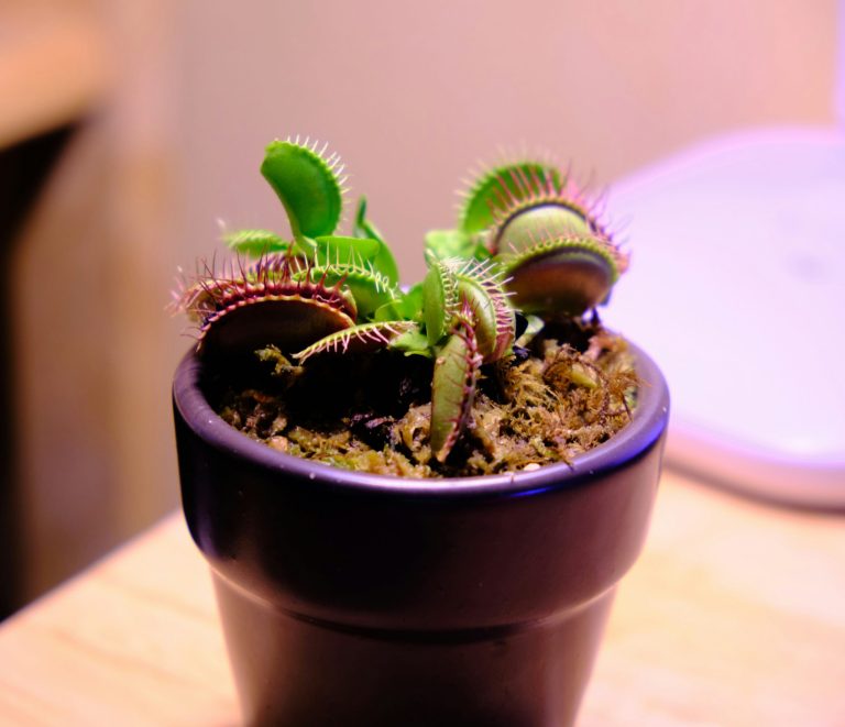The art of nurturing carnivorous wonders 