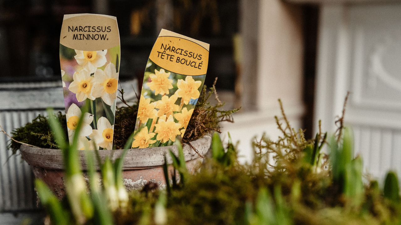 Petals & Roots: How to Create a Living Table Centerpiece to Welcome Spring into Your Home