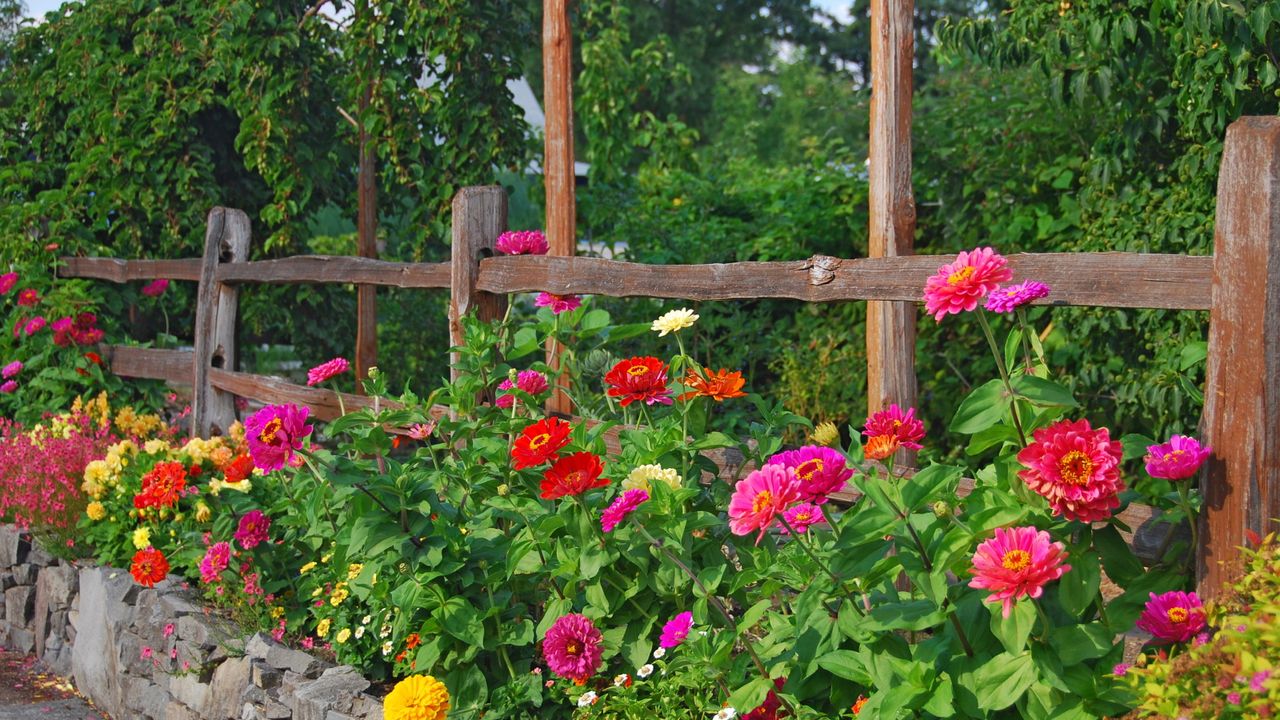 The 1 Flower Seed You Can Scatter in April and Ignore – For Bold, Long-Lasting Blooms from Summer to Fall