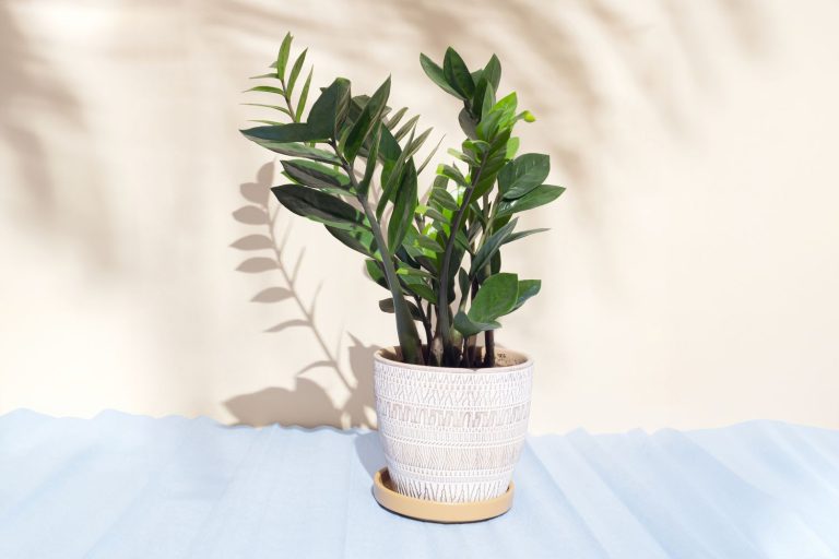 How to grow and care for a ZZ plant