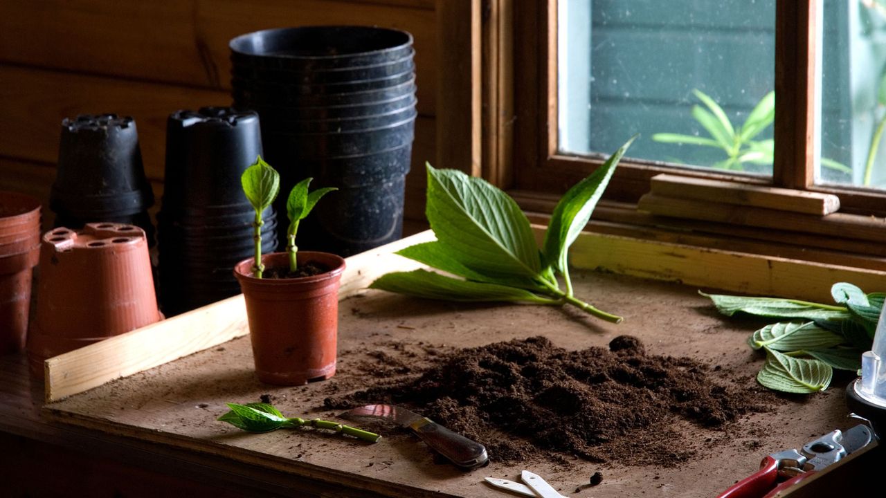 Propagate These 7 Garden Favorites Now for Free Plants – Before the Spring Window Closes