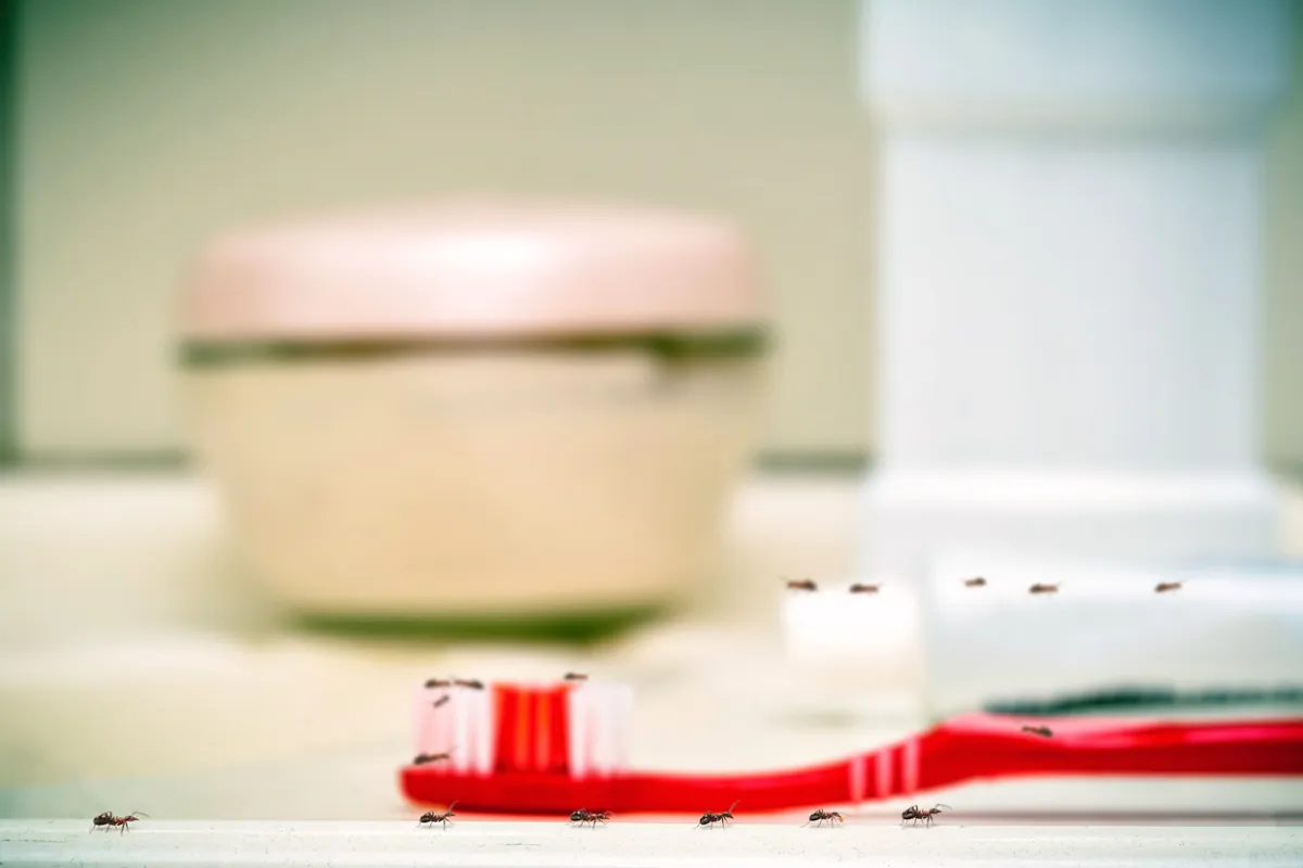 How to naturally get rid of ants in your bathroom and kitchen 