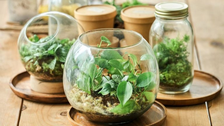 The Terrarium You Bought From the Store Wasn't Made to Last – Here's How to Quickly Replenish It For a Longer Lifespan