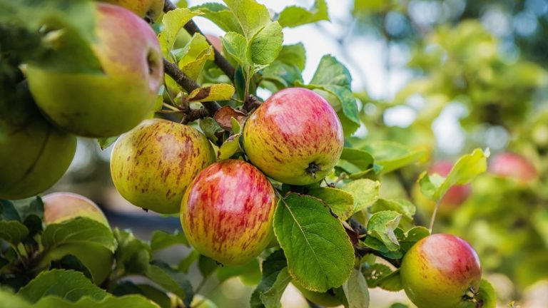 As Fruit Trees Wake Up In Spring, Prune These 6 Varieties In April For The Best Harvests Yet