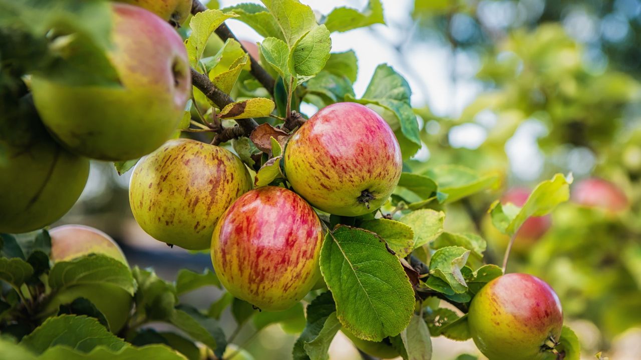 As Fruit Trees Wake Up In Spring, Prune These 6 Varieties In April For The Best Harvests Yet