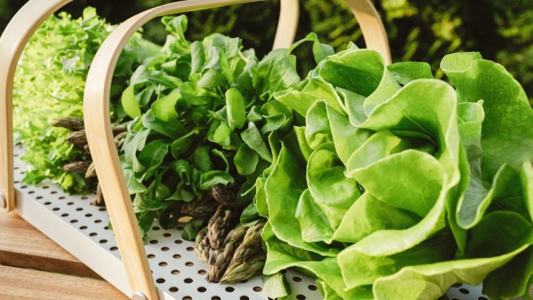 This Product Will Supercharge Your Leafy Greens – How to Pick the Best Nitrogen Fertilizer for Ample Summer Harvests